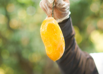 Discover the Power of Mangoes: A Nutritional Boost for Every Stage of Life